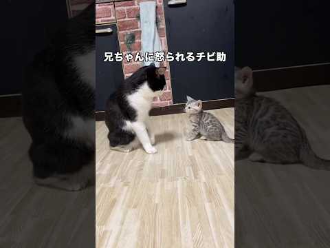まだ勝てません。ハチワレ兄ちゃんが怖くて飼い主の方に逃げてくるベンガル子猫が可愛い。 ハチワレ ベンガル猫 子猫 sh… サムネイル