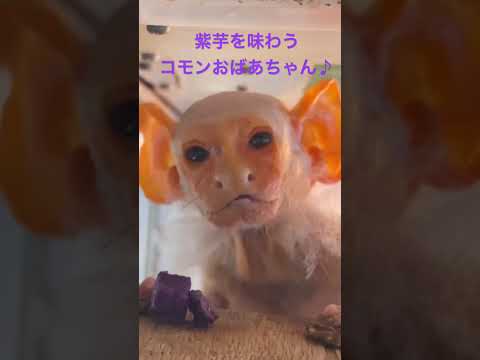 ねっとり紫芋を味わうコモンおばあちゃん♪shorts 動物 おばあちゃん サムネイル