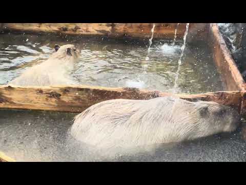 ここは那須の湯 源泉掛け流し✌️ カピバラ温泉　那須どうぶつ王国にて　2026年1月30日 サムネイル