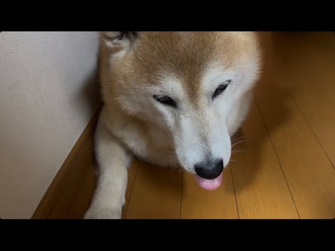 柴犬福 廊下に居た肉球犯柴犬🤣Why here🤣 サムネイル