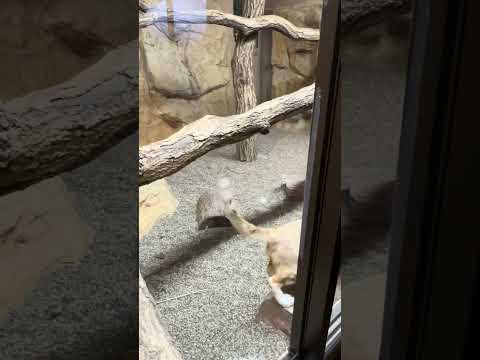 shorts スナネコのアルドくん❓　那須どうぶつ王国　IMG 8005 サムネイル