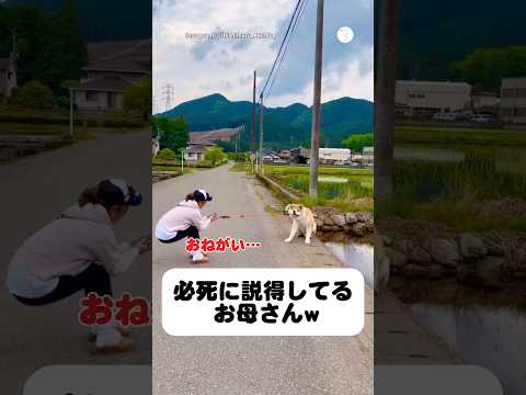 必死に説得するお母さんvs絶対に動かない秋田犬　　　秋田犬　大型犬　犬　犬のいる暮らし かわいい犬 サムネイル