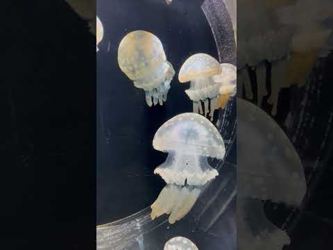 shorts デカい😲！　タコクラゲ　男鹿水族館GAOにて　2026年6月26日