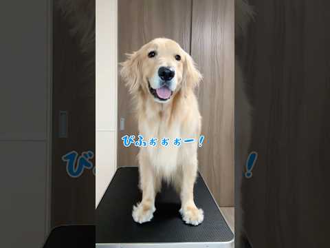 バイバイぼくのボンバー ゴールデンレトリバー 大型犬 サムネイル