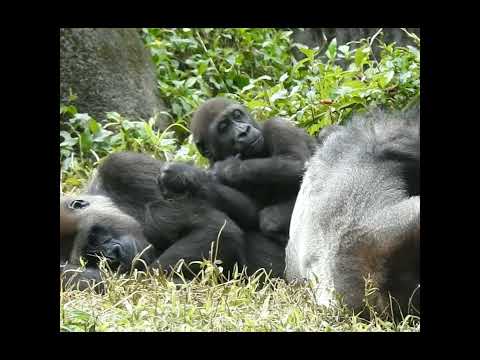 nap.gorilla Tayari 11y10m old mom & son Jabali 2y1m old. sh… サムネイル