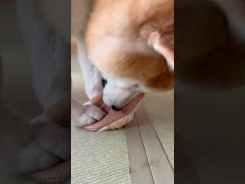 柴犬福 姉から貰ったおもちゃを速攻壊す破壊神柴犬🤣Sis and Shiba🤣姉と柴 shorts funny 柴犬… サムネイル