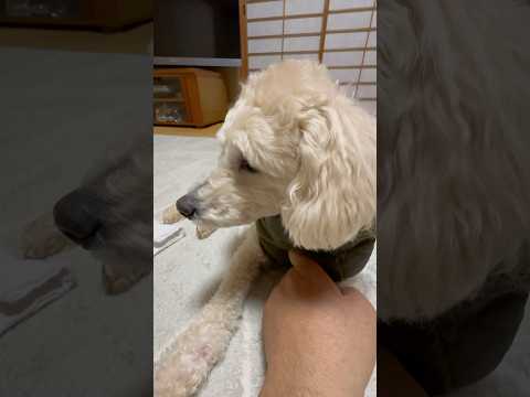 shorts 今日のタローちゃん　トイプードル　2026年2月17日 サムネイル