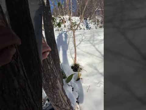 ライブ ハイライト サムネイル