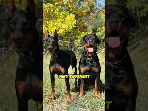 Doberman vs Rottweiler Two Guardians, Very Different Energy… サムネイル