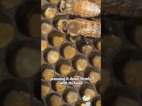 How do bees make bee bread? The secret is revealed!animals… サムネイル
