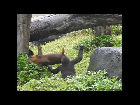 little gorilla Jabali 2y old wants to hug Reeve's muntja sh… サムネイル