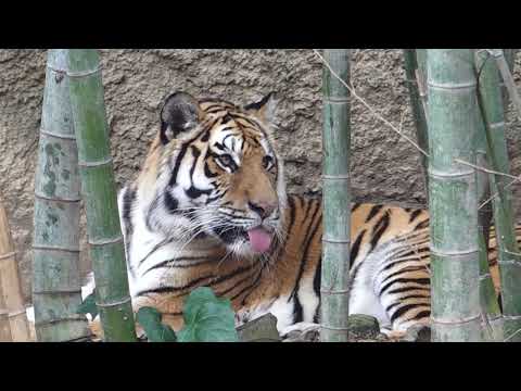 竹林にサーシャちゃん　舌👅出てるよ〜　アムールトラ🐯　浜松市動物園　00110 サムネイル