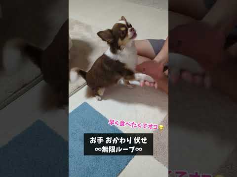 お手おかわり伏せの無限ループ😂 shorts サムネイル