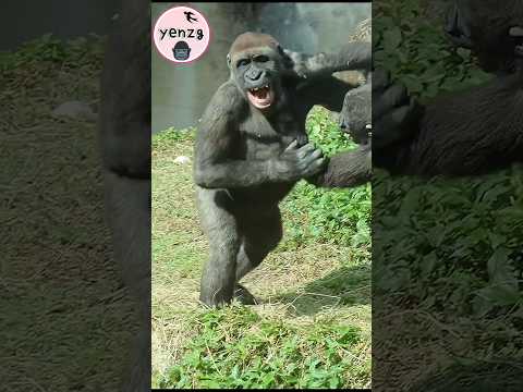Ringo,Jabali玩的力道變強了 gorilla gorillatag taipeizoo 金剛猩猩 台北市立動… サムネイル