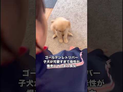 子犬とお手の練習をするもあまりの可愛さに母性が爆発してしまう長女 ゴールデンレトリバー 子犬 お手 shorts サムネイル