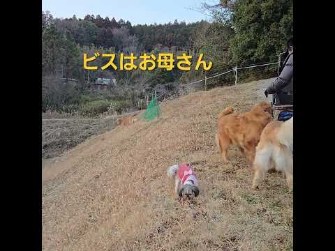 ゴールデンレトリバーの兄妹で自由に走る時間に母親は？ ゴールデンレトリバー 大型犬のいる生活 goldenretrei… サムネイル