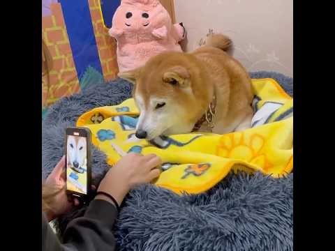 柴犬福 姉にガムのお礼？をする柴犬🤣Sister and Shiba🤣姉と柴 japanesedog shorts 柴… サムネイル