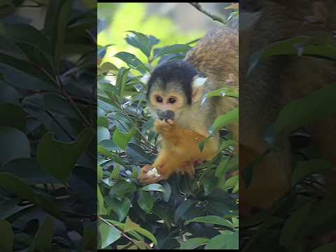 黑冠松鼠猴吃花椰菜好可愛 black-capped squirrel monkey eating cauliflowe… サムネイル