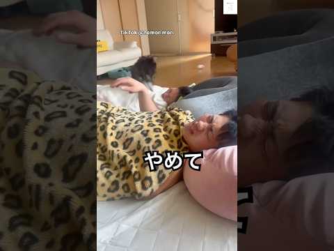 朝帰りで死んでるのに、犬が大暴れ　シュナウザー　マルチーズ　ミックス犬　犬　面白い サムネイル