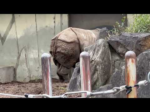 今日もお疲れ様でした〜😊　インドサイのニルギリさん　東山動植物園にて　2026年3月13日 サムネイル