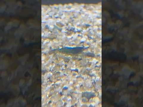 shorts 小ちゃい〜🫢　ベルネットブルーシュリンプ　青の世界展　山梨県立富士湧水の里水族館にて　2026年2月21日 サムネイル