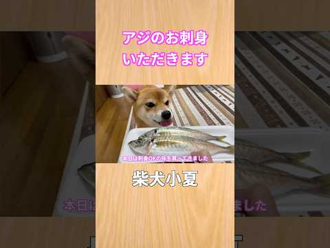 アジのお刺身頂きます 神戸 柴犬 shibainu 癒し サムネイル