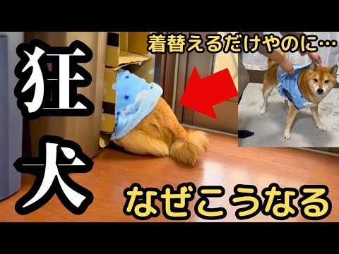 【激怒】着替えるだけやのにブチギレてくる柴犬 サムネイル