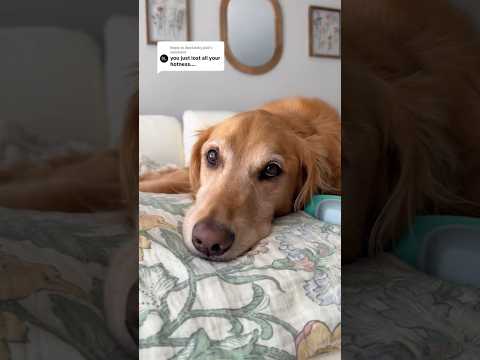coming home to my golden retriever🥵goldenretreivers dog pup… サムネイル