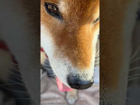 ’25.12.10 力丸のプー… 柴犬 shibainu 柴犬のいる暮らし 柴犬の日常 カメラ目線 力丸 サムネイル