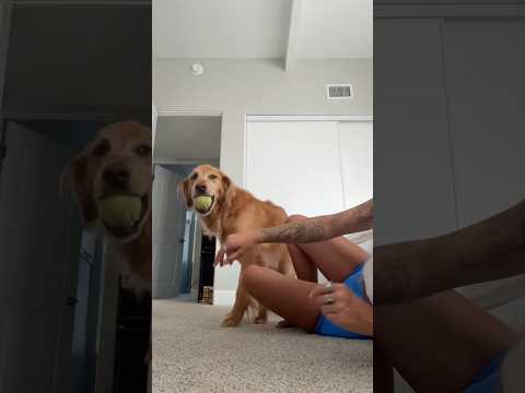 coming home to my golden retriever🥵goldenretreivers dog pup… サムネイル