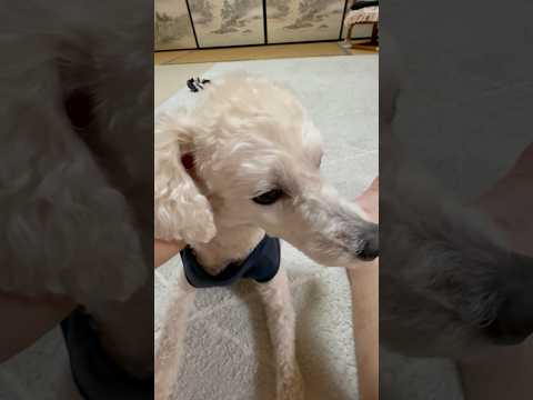 shorts 興奮なタローちゃん　トイプードル　2026年3月23日 サムネイル