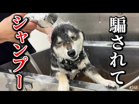騙されてシャンプーに連れて行かれた柴犬