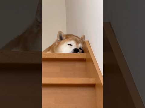 柴犬福 兄の出迎えやる気なさすぎる柴犬🤣Bro and Shiba🤣shorts japanesedog 柴犬 shi… サムネイル