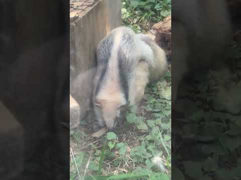 shorts アンちゃんママから降りたふくくん　ミナミコアリクイ　野毛山動物園にて　2026年5月10日