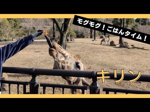 【よこはま動物園ズーラシア】モグモグ！ごはんタイム！キリン🦒🥕🍃