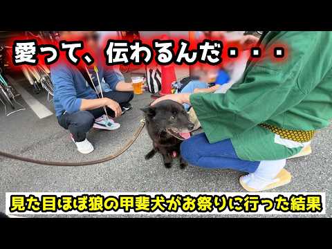 【ほっこり】甲斐犬をお祭りに連れて行ったら予想外の展開に感動しました サムネイル