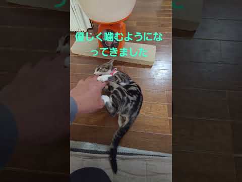 今日のキビ。体重1305g cat kitten 猫 子猫 仔猫 子猫の体重 ibukikohaku 癒し 子ネコ… サムネイル