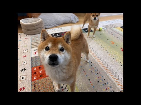 青森市も大雪で大変です💦ママの語り サムネイル