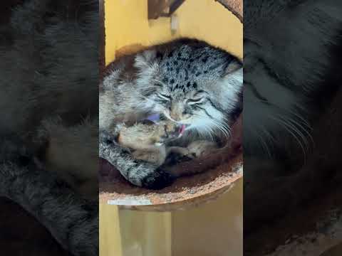 shorts ロータスくんの毛繕い❣️ マヌルネコ　埼玉県こども動物自然公園　2026年5月30日 サムネイル