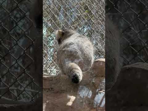 shorts ロックの上のオトちゃん　マヌルネコ　埼玉県こども動物自然公園にて　2026年3月7日 サムネイル