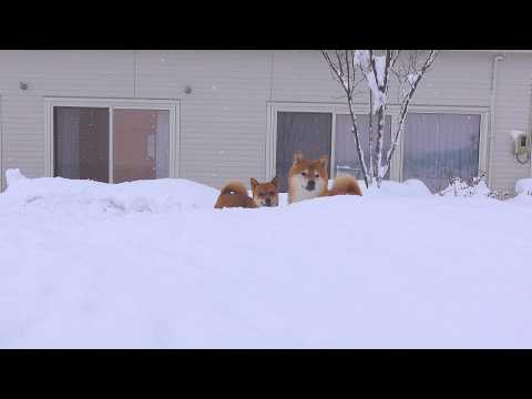大雪のなかでのアクシデントが思わぬ奇跡を生みました。 サムネイル
