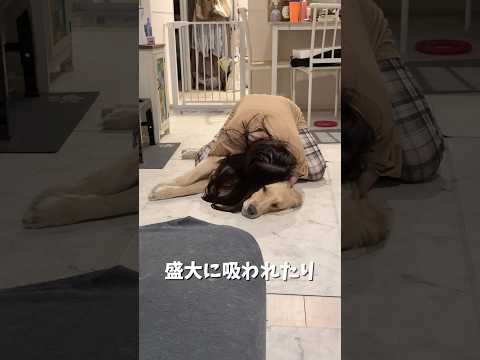 お友達がみんな麹を可愛がってくれるので本当に助かってます❤️ゴールデンレトリバー犬とふたり暮らし