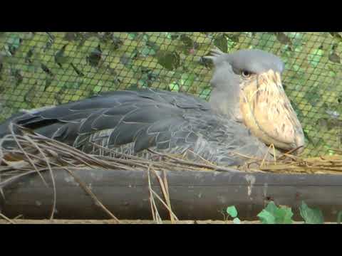 ハシビロコウ　神戸どうぶつ王国　00050 サムネイル