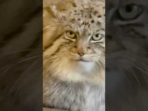 shorts ロータスくん　百面相　マヌルネコ　埼玉県こども動物自然公園 サムネイル