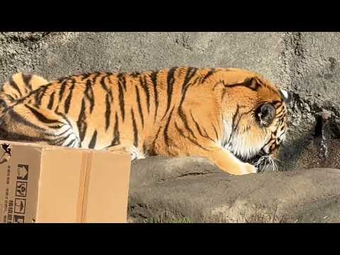 サーシャちゃん水に漬けておいたタイヤでひとしきり遊び、隠して置いた(？)お肉咥えてダッシュ💨　今日はサーシャの日　アム… サムネイル