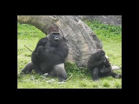 gorilla D'jeeco dad & son Ringo 4y11m old. shorts DR排排坐吃樹皮… サムネイル
