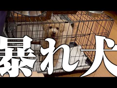一緒にいないと大暴れするトイプー、ホテルの部屋に一人にしたらマジで終わった… サムネイル