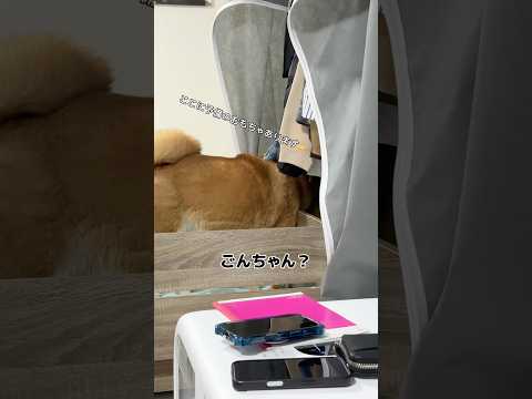 イタズラがバレた時の柴犬 shorts サムネイル