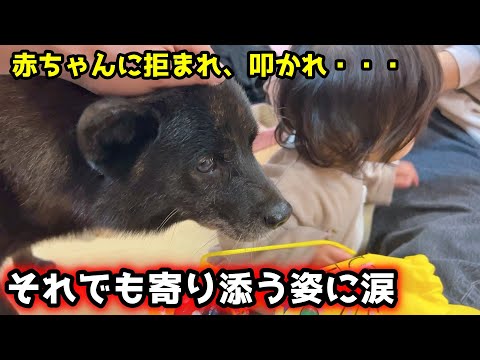 【甲斐犬の奮闘】赤ちゃんに叩かれても、健気に寄り添う“子育て犬”が泣ける サムネイル