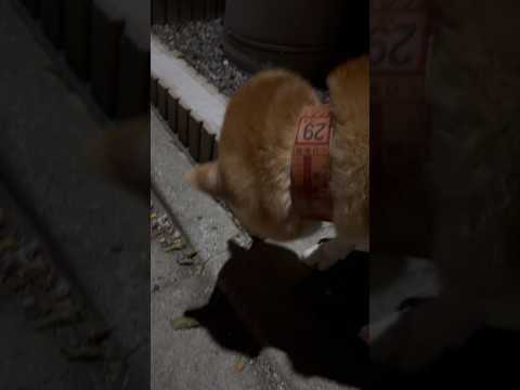 柴犬福 兄に外で呼ばれた時の柴犬🤣Brother and Shiba🤣shorts japanesedog 柴犬 sh… サムネイル